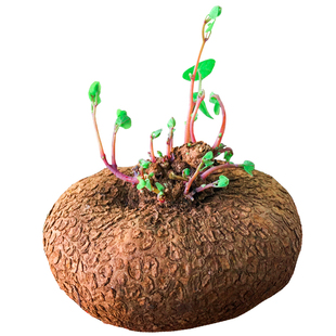 山乌龟植物客厅室内外盆栽水培绿植红藤圆叶山乌龟金不换爬藤观叶