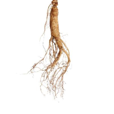 大根鲜人参长白山脉人参新鲜带土参泡酒东北特产人参