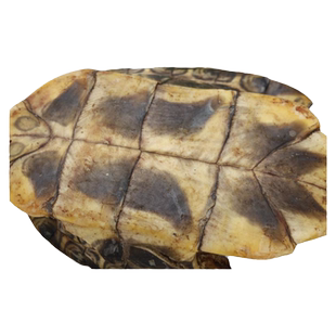 包邮仟草御颜 生龟板500克 龟下甲 龟底板龟板非野生中药材醋龟板