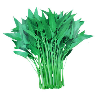 竹叶空心菜种子种籽苗四季菜苗带根菜籽水孑小叶秧苗大叶夏季苗水