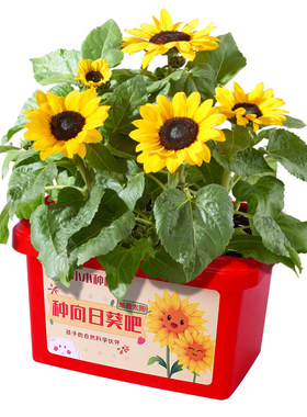 【极速发货】学校指定种植作业