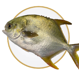 北海金鲳鱼新鲜杀好深海鱼鲜活去鳃去内脏冰鲜冷冻特大开腹金昌鱼