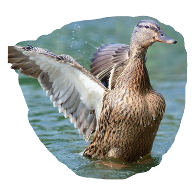 正宗现杀老鸭整只新鲜鸭肉