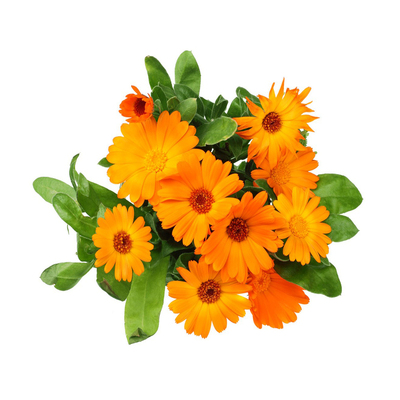 金盏菊花种子矮生可食用四季开花