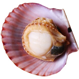 新鲜鲜活港湾贝大扇贝现捞红扇贝肉海鲜水产鲜活蒜蓉粉丝栉孔扇贝