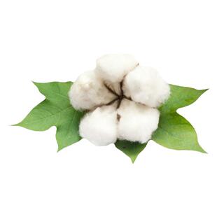 大桃五瓣棉花种子懒汉百朵棉棉花种籽大桃抗重茬抗虫棉籽千斤棉籽