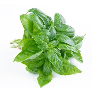 新鲜罗勒叶250g 欧罗甜罗勒叶青酱调料西餐披萨意大利面食用香料