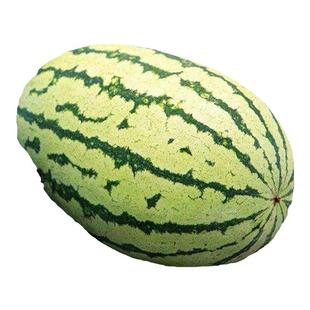 金城5号西瓜种子耐重茬西瓜种早熟甜冠巨型懒汉西瓜种籽四季高产