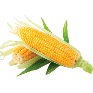 禾久简装富硒玉米8只装 甜糯玉米熟制鲜玉米真空包装张家口特产