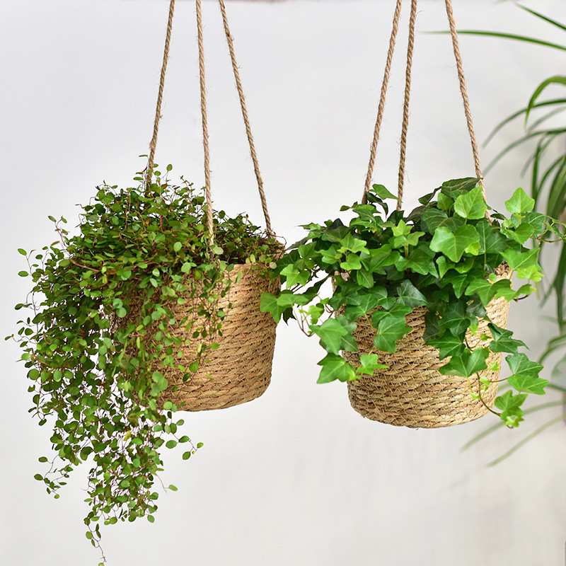 草编悬挂花盆垂吊编织绿式挂北欧吊篮藤编萝绿风植花篮盆栽吊兰