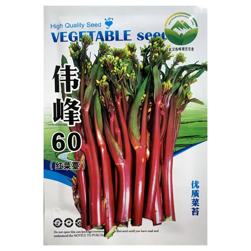 特级品正宗武汉红菜苔种子洪山菜苔种子早熟秋冬高产耐寒抗病种植