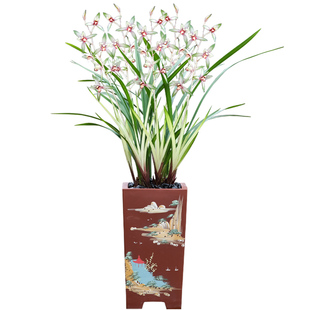 德芳兰业兰花建兰高山春色兰花基地直发室内阳台浓香花卉植物盆栽