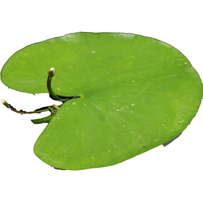 一叶莲浮萍水培植物鱼缸好养
