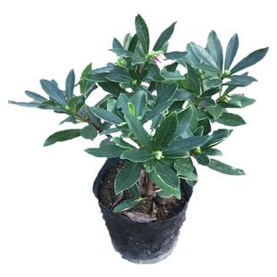 金边瑞香盆栽老桩耐寒植物浓香型大苗带花苞室内观花净化空气花卉