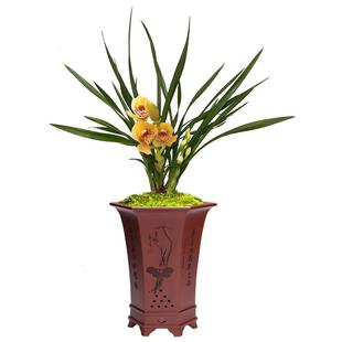 华香园兰花 建兰金凤凰 黄色大花蕙兰 浓香型 室内外绿植花卉盆栽