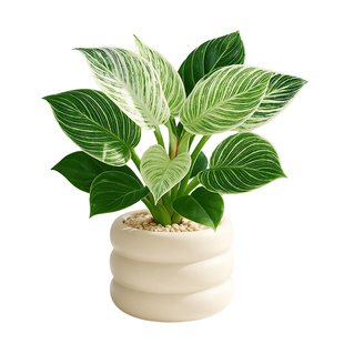 铂金钻室内盆栽植物大叶金钻绿公主绿箩办公室去甲荃室内花卉绿植