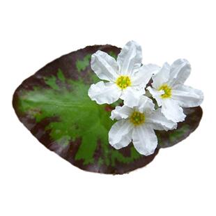 龙骨瓣一叶莲迷你荇菜 四季水培水生植物家庭盆栽花卉迷你带花苞