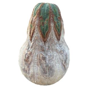 欧系布纹球南非进口野生块根多肉潮流块根老家布纹球实生多肉植物