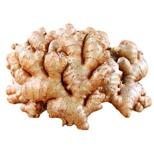 正宗云南小黄姜老姜生姜现挖批发干姜老姜头姜母新鲜蔬菜整箱调料