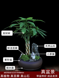 发财树盆栽植物室内花卉绿植办公好养客厅四季 常青招财树造型盆景