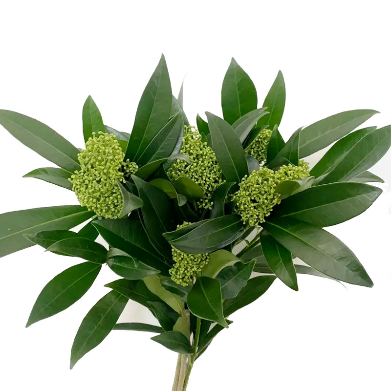 精致鲜花配花绿茵宇婚礼手捧花