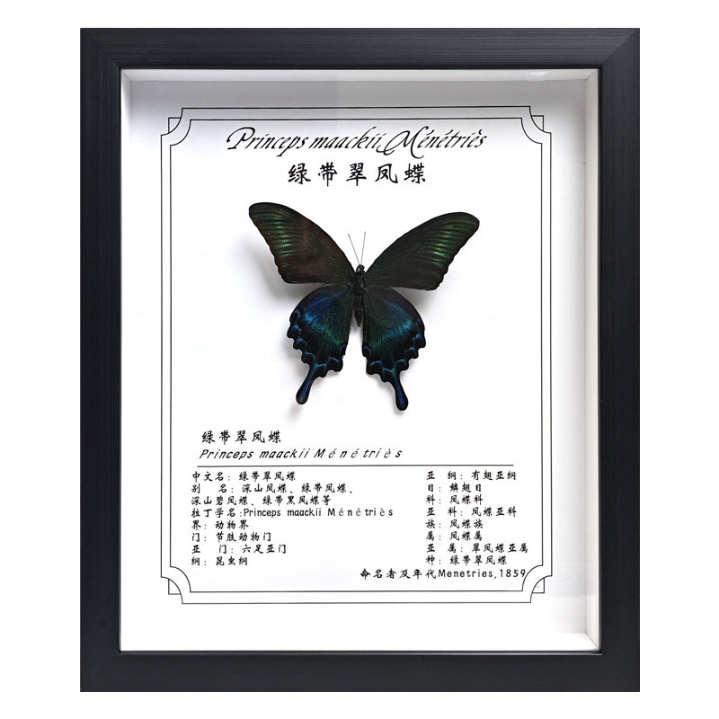 展翅真蝴蝶12寸标本相框装饰画