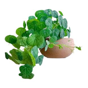 水培山乌龟爬藤植物一叶龟盆栽观叶红藤种球室内桌面绿植四季好养