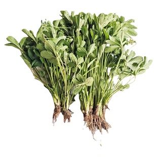 贵州草药五皮风五星草蛇含草五爪龙五叶莓新鲜现挖蛇含委陵菜食用