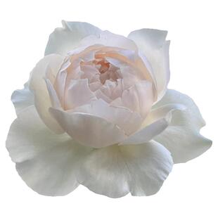 家书月季新品大花浓香多季开花阳台庭院月季花苗勤花切花玫瑰花卉