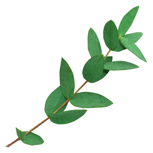 新鲜小叶尤加利 桉树叶 酒店西餐花草摆盘蛋糕烘焙冷艺装饰点缀