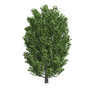 杨树苗无絮杨小苗扦插条护河堤遮阳耐寒绿化造林风景树速生杨树苗