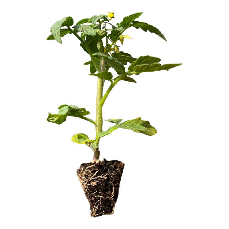 带盆矮生番茄苗原土原盆寿光直发