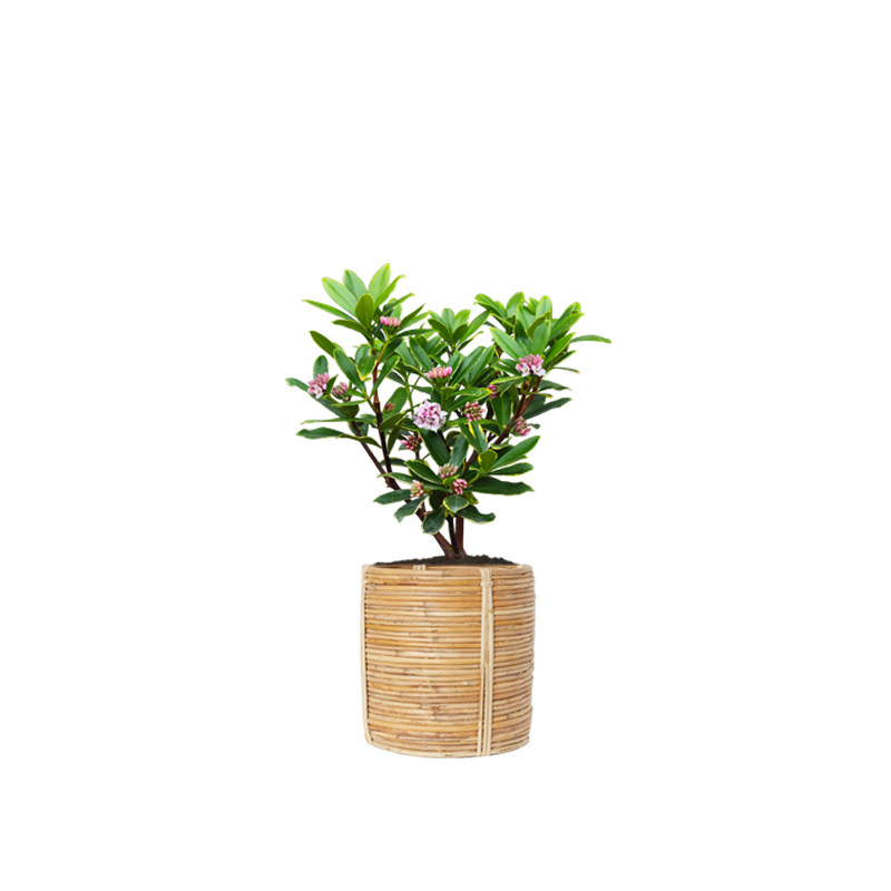 金边瑞香好养易活四季常青花卉苗
