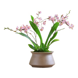 梦香兰冬季开花室内盆栽室内兰花绿植文心兰带花苞花卉新年装饰