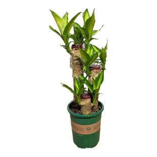 带叶发货土培巴西木可开花室内好养带芽绿叶客厅绿植物新手观叶