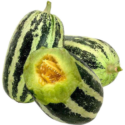 美洋博洋9号甜瓜种子苗秧