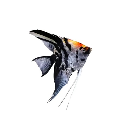 秘鲁埃及热带鱼七彩神仙