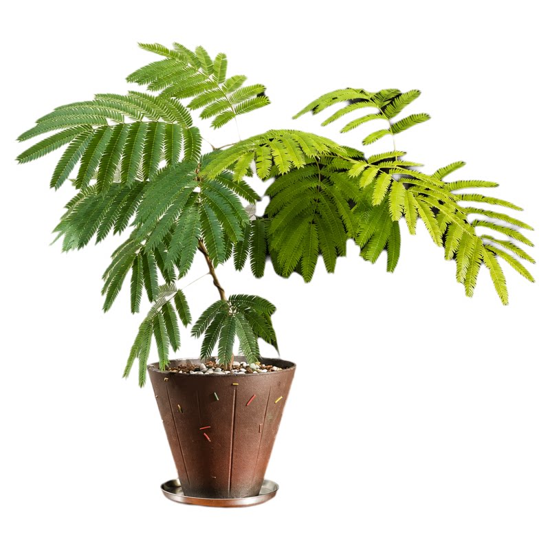 网红密叶猴耳环盆栽ins风室内桌面绿植老桩日本进口热植耐阴好养