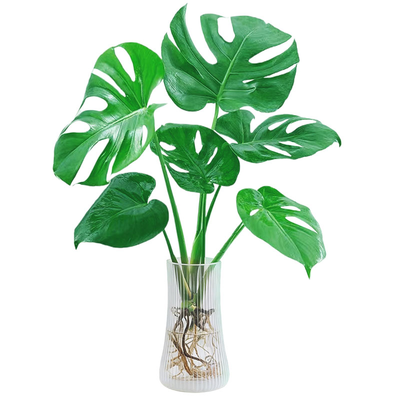 大叶龟背竹水培绿植室内桌面盆栽