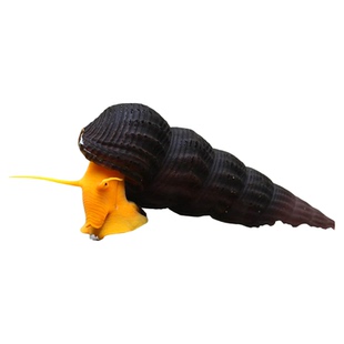 鲍鱼螺红苹果斑马洋葱蜜蜂角螺苏拉橙兔流星螺淡水观赏除藻工具螺