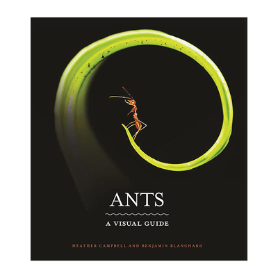 【预售】Ants: A Visual Guide,蚂蚁：视觉指南 英文原版图书籍进口正版 Heather Campbell and Benjamin Blanchard 社会科学
