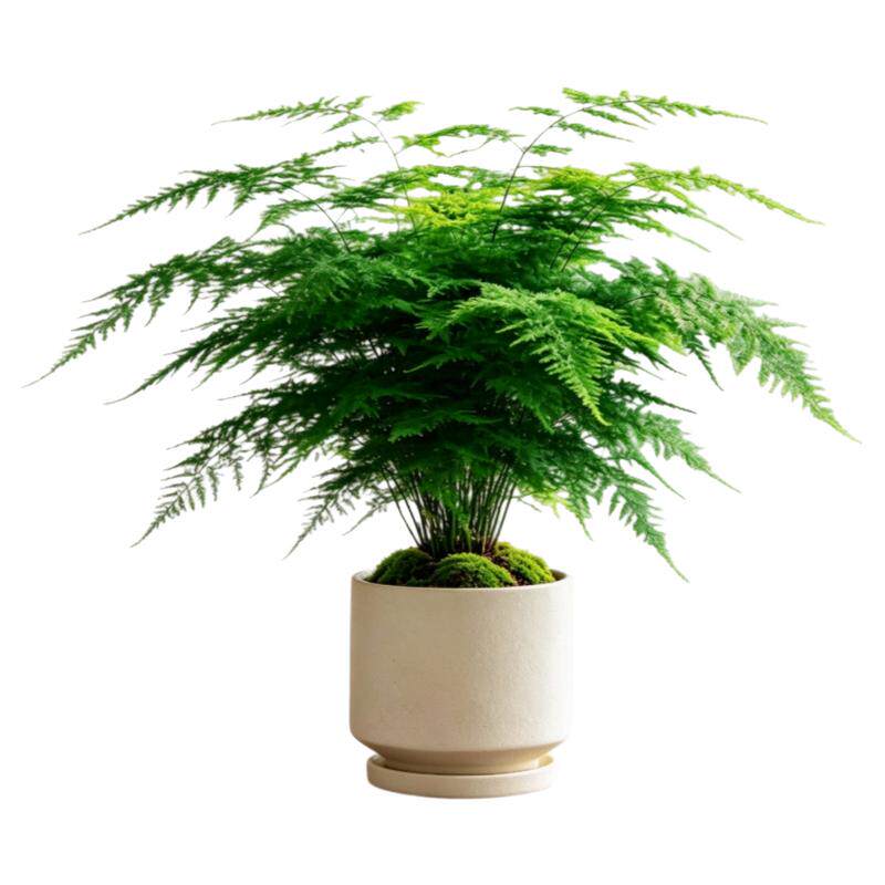 大号老桩文竹盆栽耐阴好养室内绿植客厅茶桌办公室摆放云竹盆景