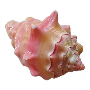 天然海螺贝壳胭脂螺家居装饰摆件鱼缸造景地中海风情海洋特色礼物