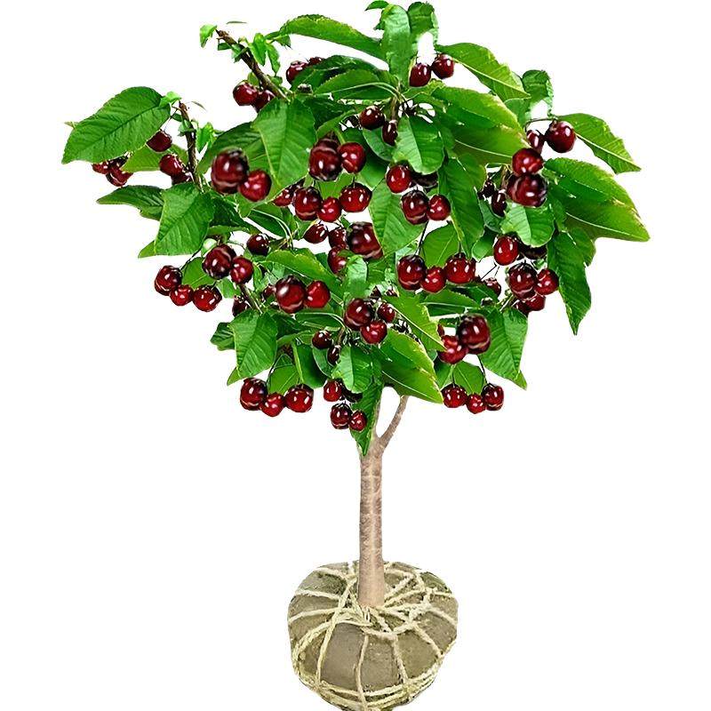 特大车厘子树苗樱桃南北方种植当年结果果树果苗盆栽嫁接庭院四季