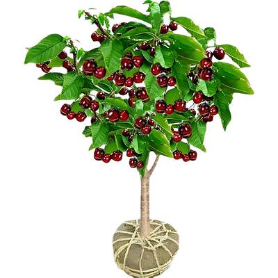带花苞特大车厘子树苗吉塞拉根系
