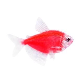 天使鱼活体观赏鱼大号七彩裙好养淡水群游荧光绿衣小型热带鱼批发