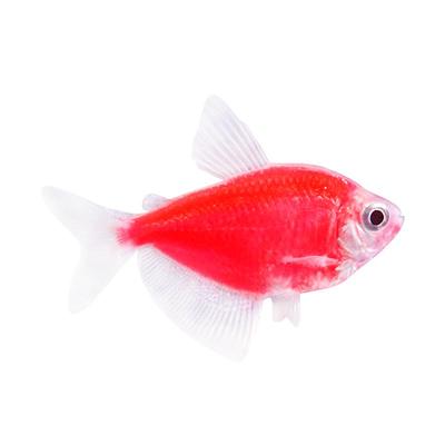 天使鱼大号七彩鱼群游观赏鱼批发