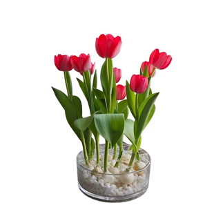 郁金香种球耐寒水培花卉盆栽植物室内外新手好养活水养郁金香种子