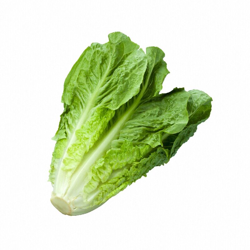 耐寒抗病直立生菜苗秧带土球青菜种子四季盆栽阳台高产孔雀菜籽