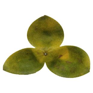 新2025年新会陈皮茶枝柑生晒干青皮二红皮大红皮500克起收藏首选